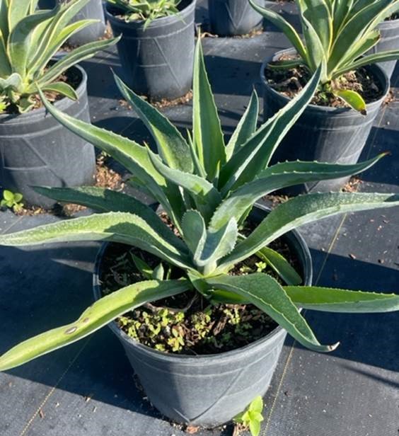 agave-desmettiana-dwarf-century-plant