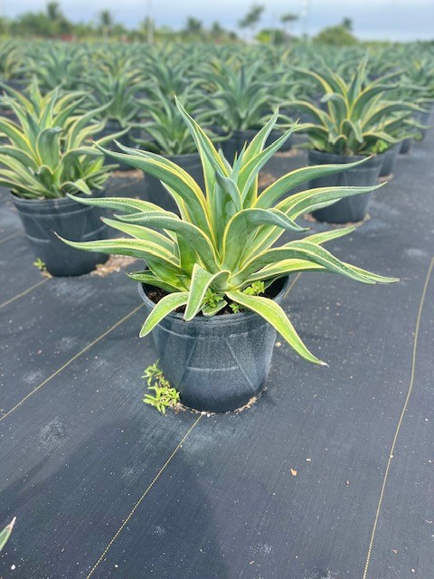 agave-desmettiana-dwarf-century-plant