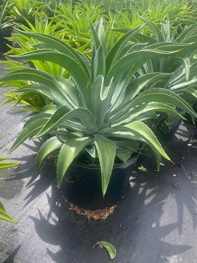 agave-desmettiana-dwarf-century-plant