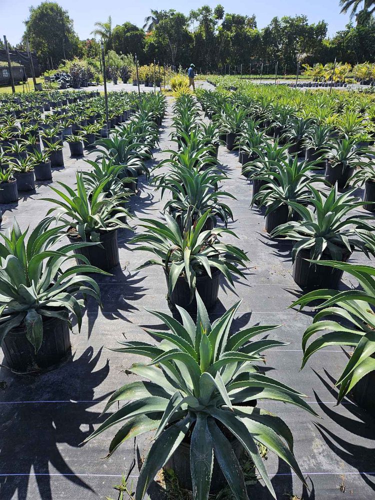 agave-desmettiana-dwarf-century-plant
