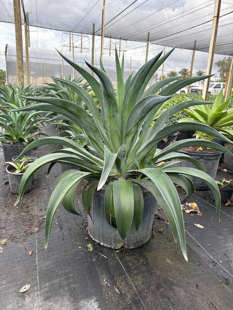 agave-desmettiana-dwarf-century-plant