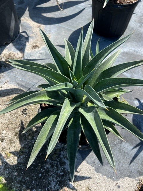 agave-desmettiana-dwarf-century-plant