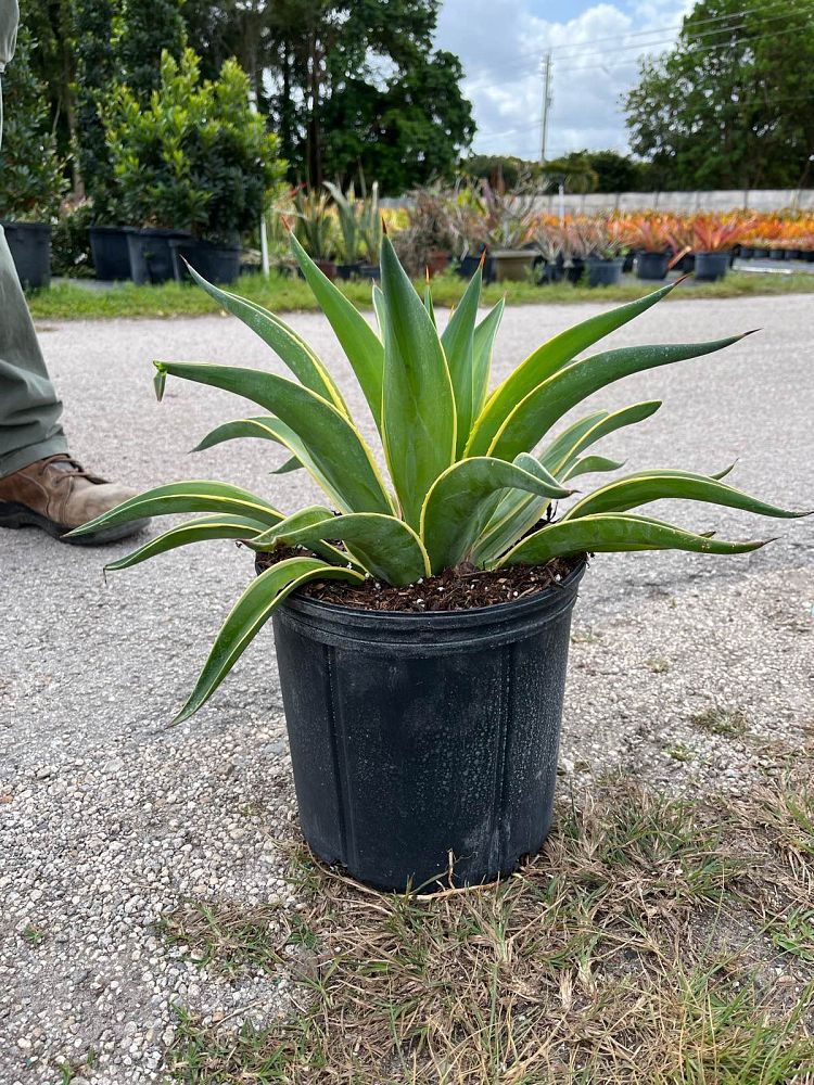agave-desmettiana-dwarf-century-plant