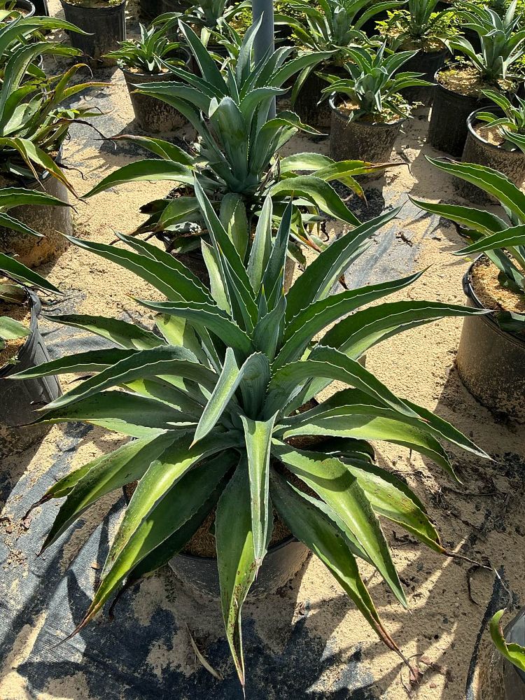 agave-desmettiana-dwarf-century-plant