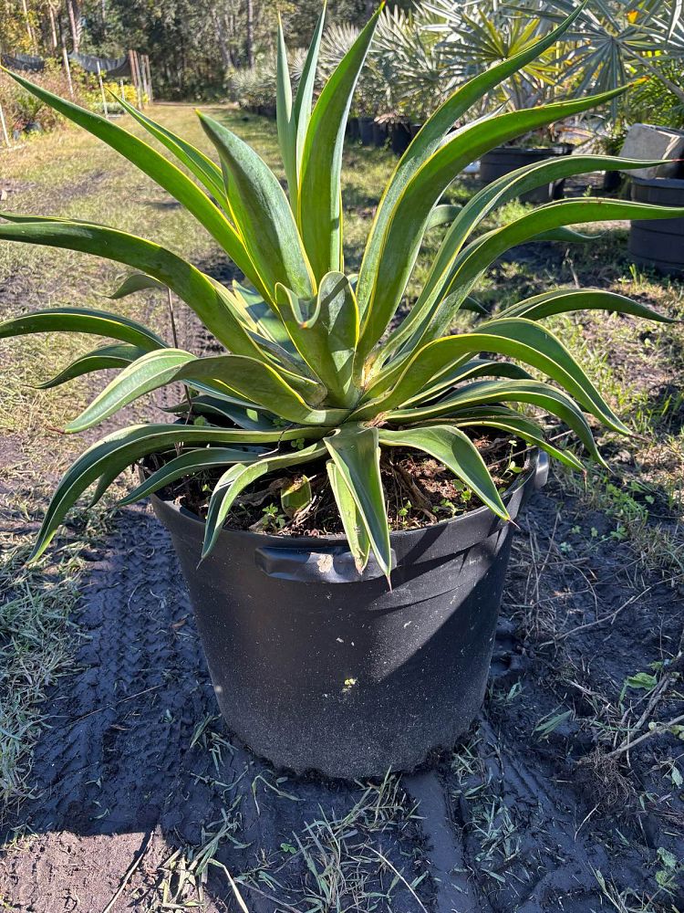 agave-desmettiana-dwarf-century-plant
