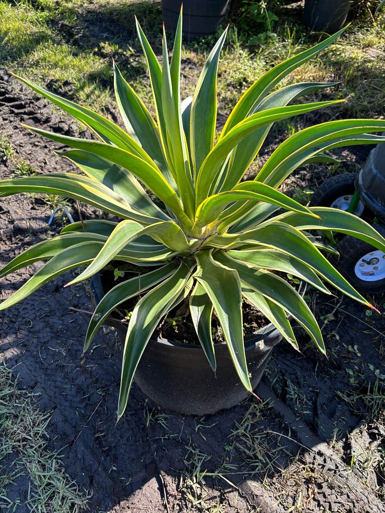 agave-desmettiana-dwarf-century-plant