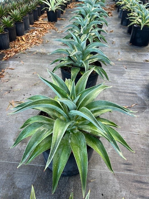 agave-desmettiana-dwarf-century-plant