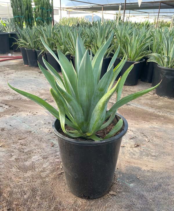 agave-desmettiana-dwarf-century-plant