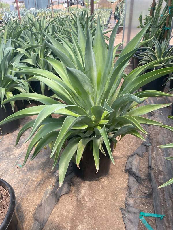 agave-desmettiana-dwarf-century-plant