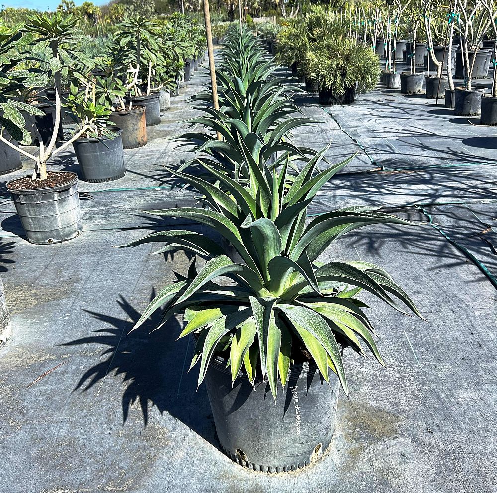 agave-desmettiana-dwarf-century-plant