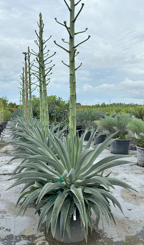 agave-desmettiana-dwarf-century-plant