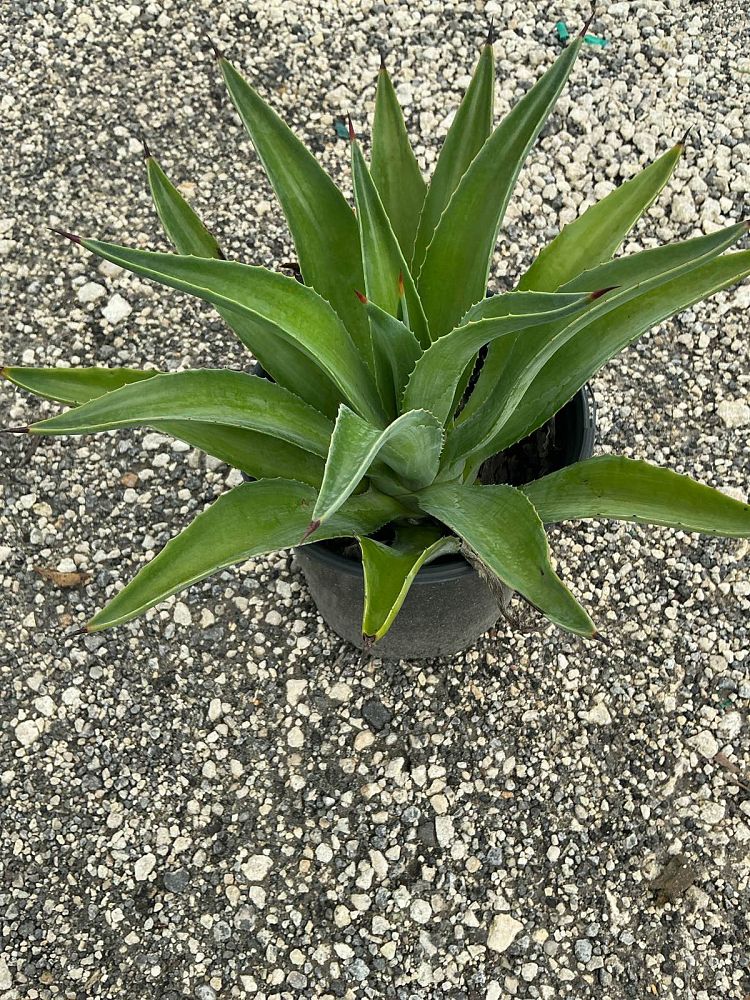 agave-desmettiana-dwarf-century-plant