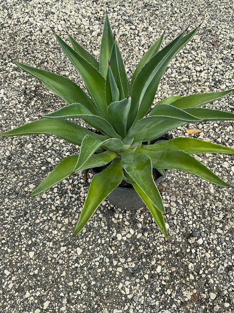 agave-desmettiana-dwarf-century-plant