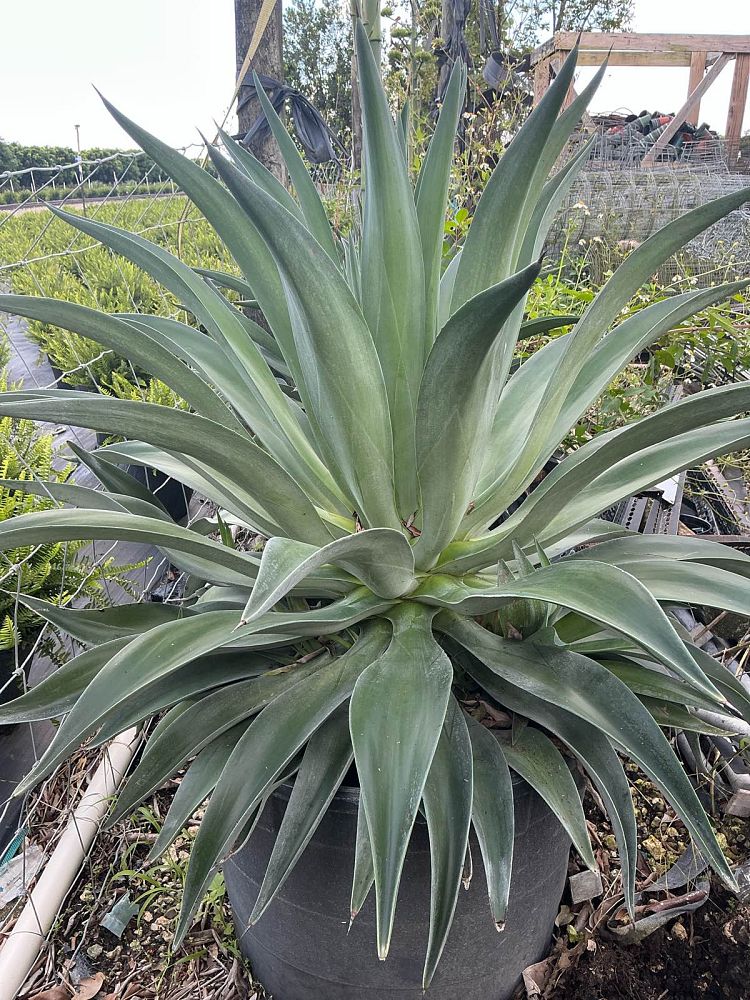 agave-desmettiana-dwarf-century-plant