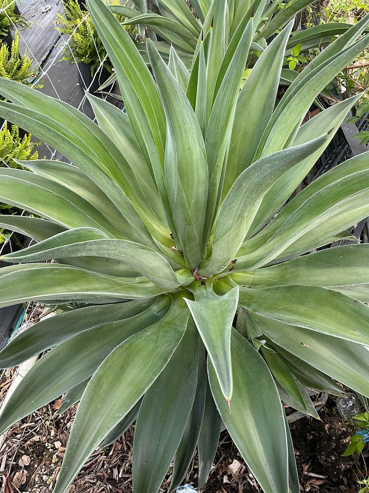 agave-desmettiana-dwarf-century-plant