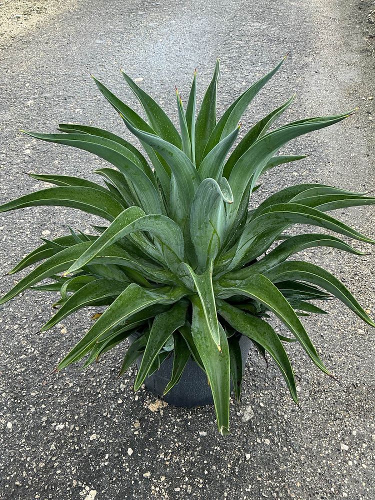 agave-desmettiana-dwarf-century-plant