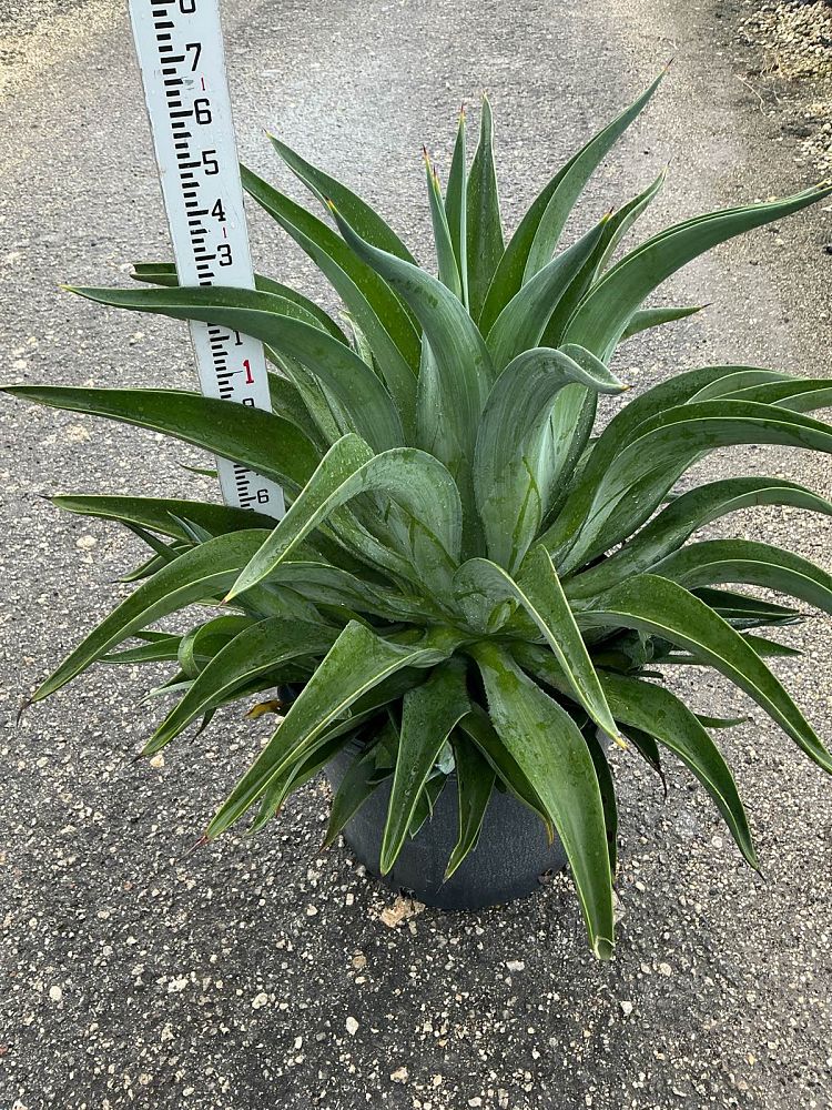agave-desmettiana-dwarf-century-plant