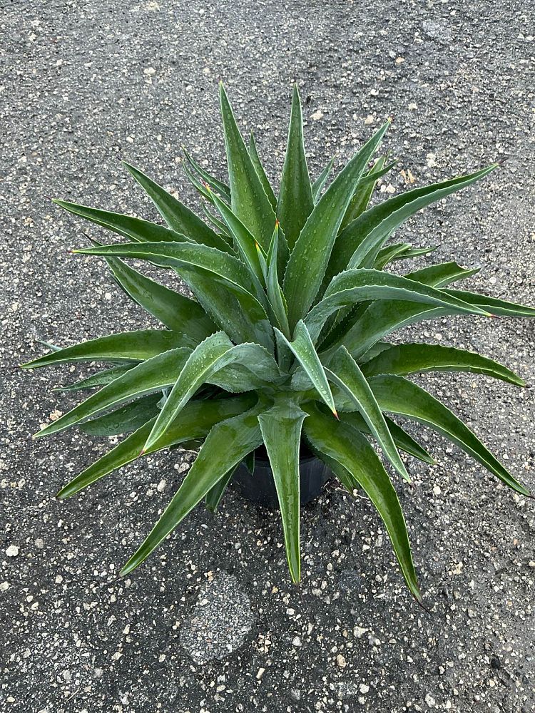 agave-desmettiana-dwarf-century-plant