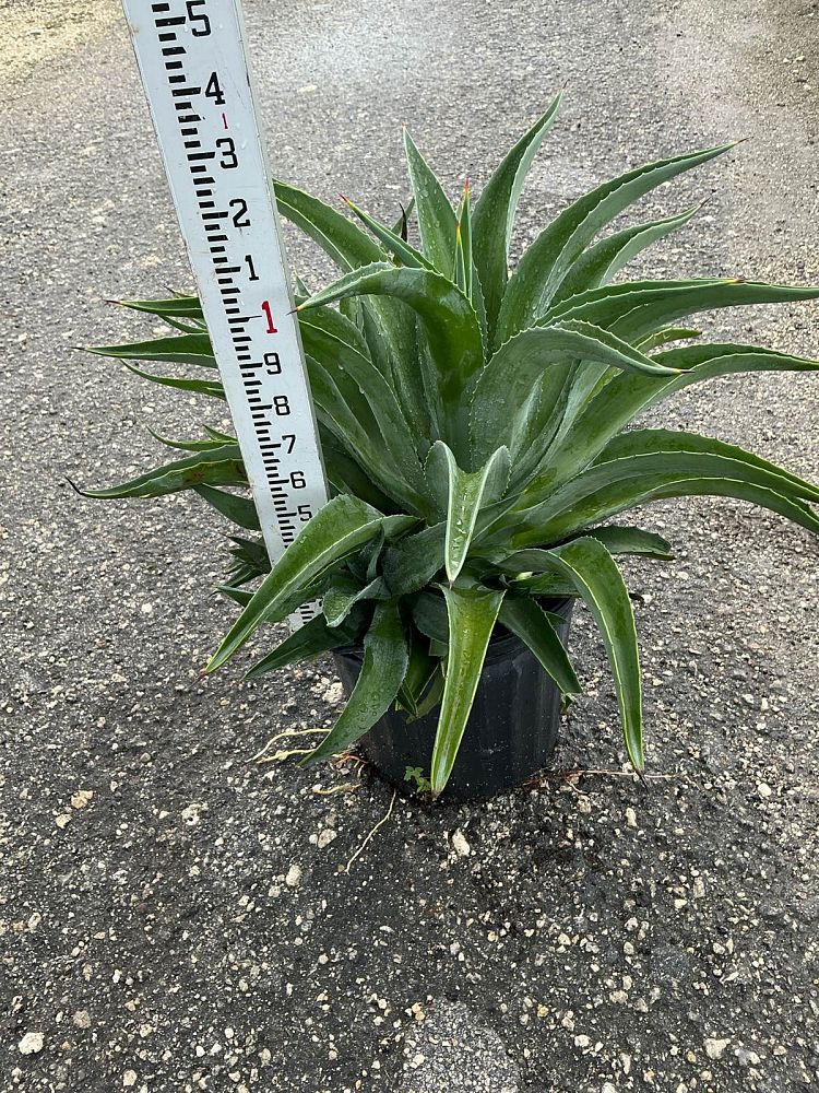agave-desmettiana-dwarf-century-plant