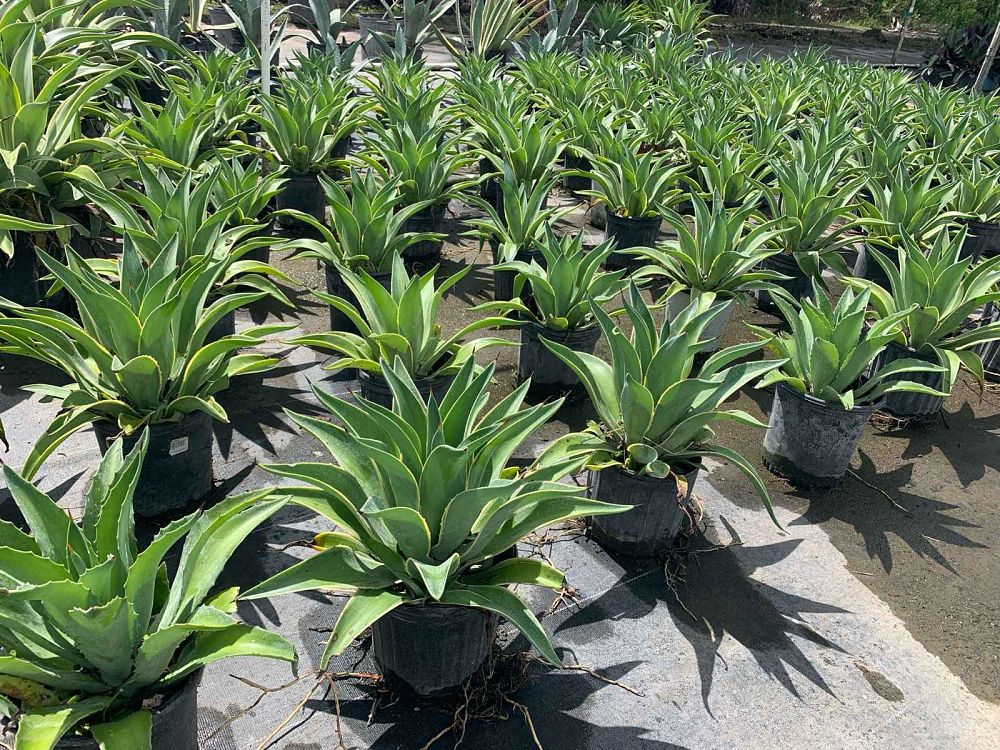 agave-desmettiana-dwarf-century-plant