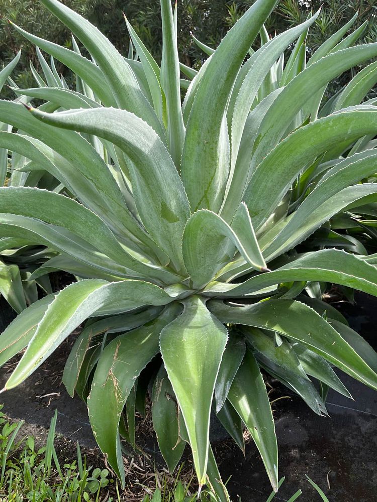 agave-desmettiana-dwarf-century-plant