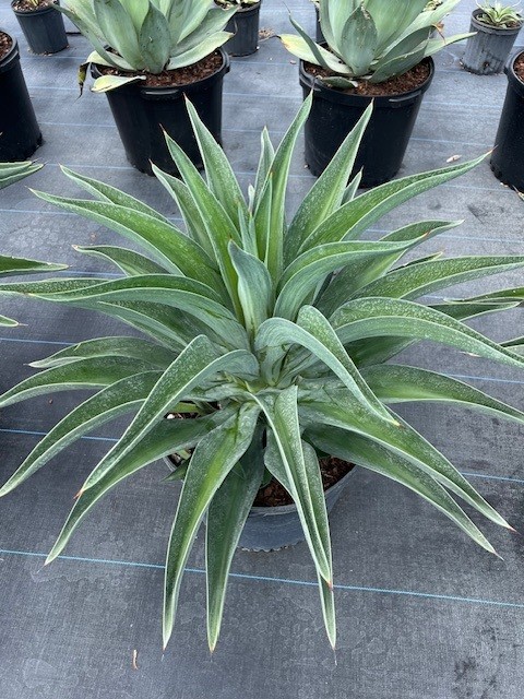 agave-desmettiana-dwarf-century-plant
