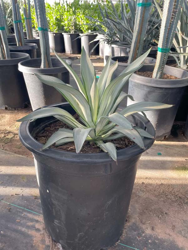 agave-desmettiana-mediopicta