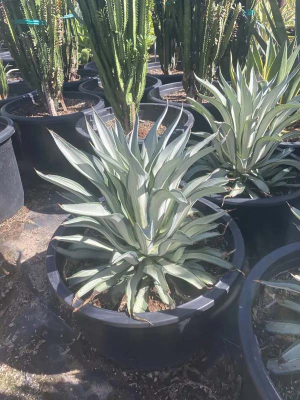 agave-desmettiana-mediopicta