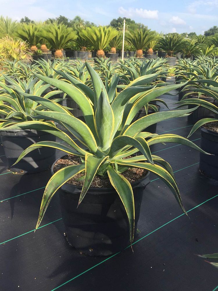 agave-desmettiana-variegata-dwarf-century-plant