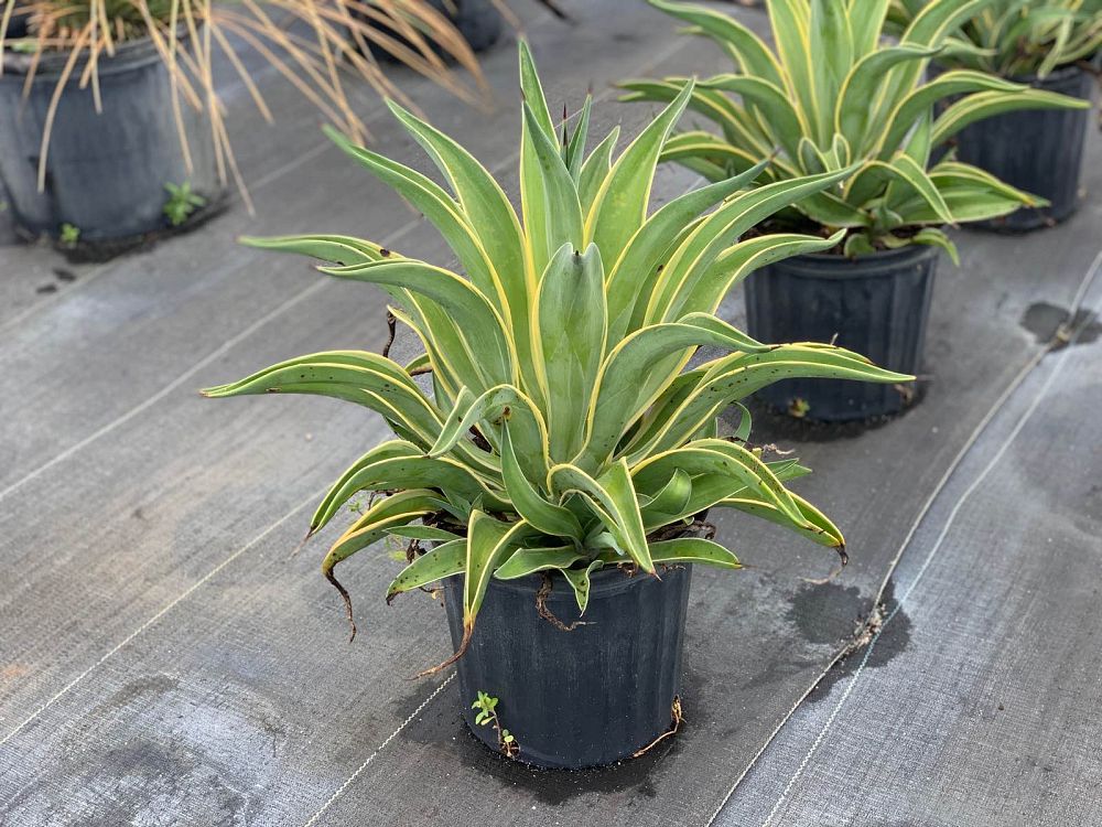 agave-desmettiana-variegata-dwarf-century-plant