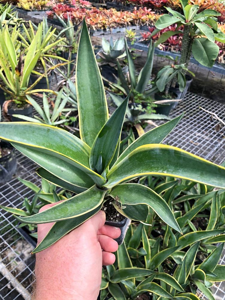 agave-desmettiana-variegata-dwarf-century-plant