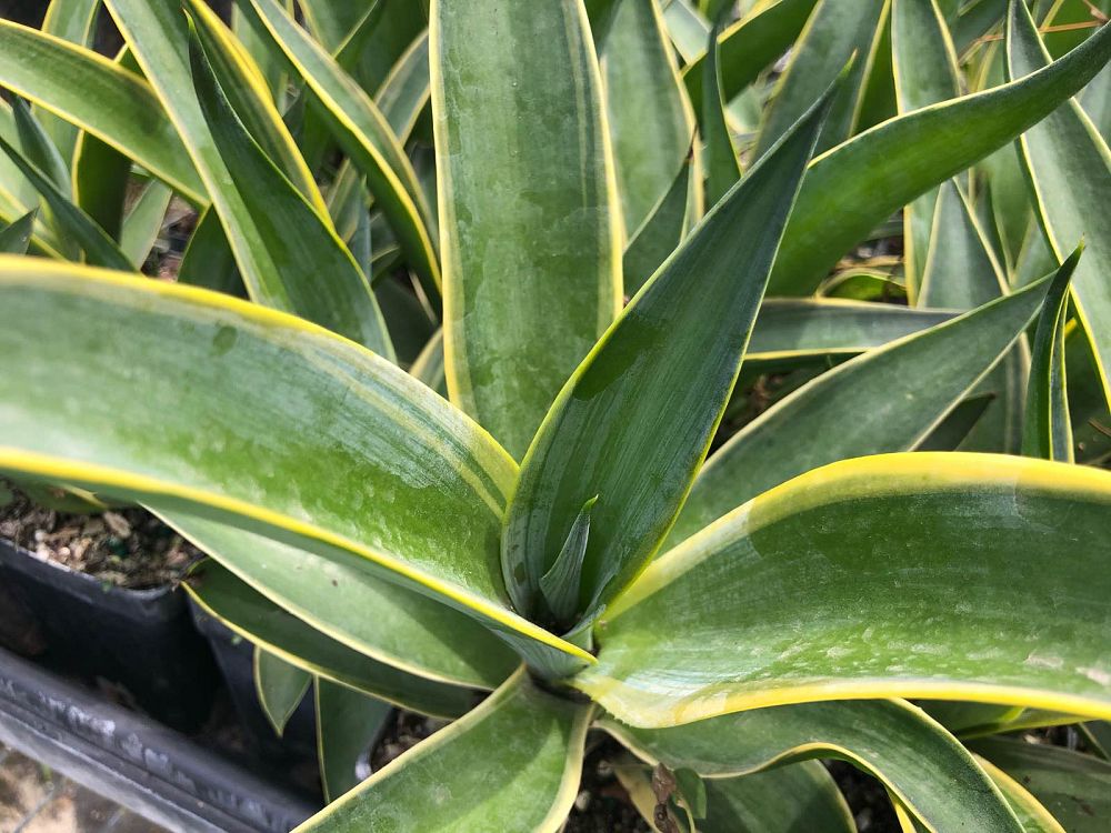 agave-desmettiana-variegata-dwarf-century-plant