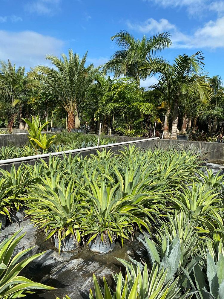 agave-desmettiana-variegata-dwarf-century-plant