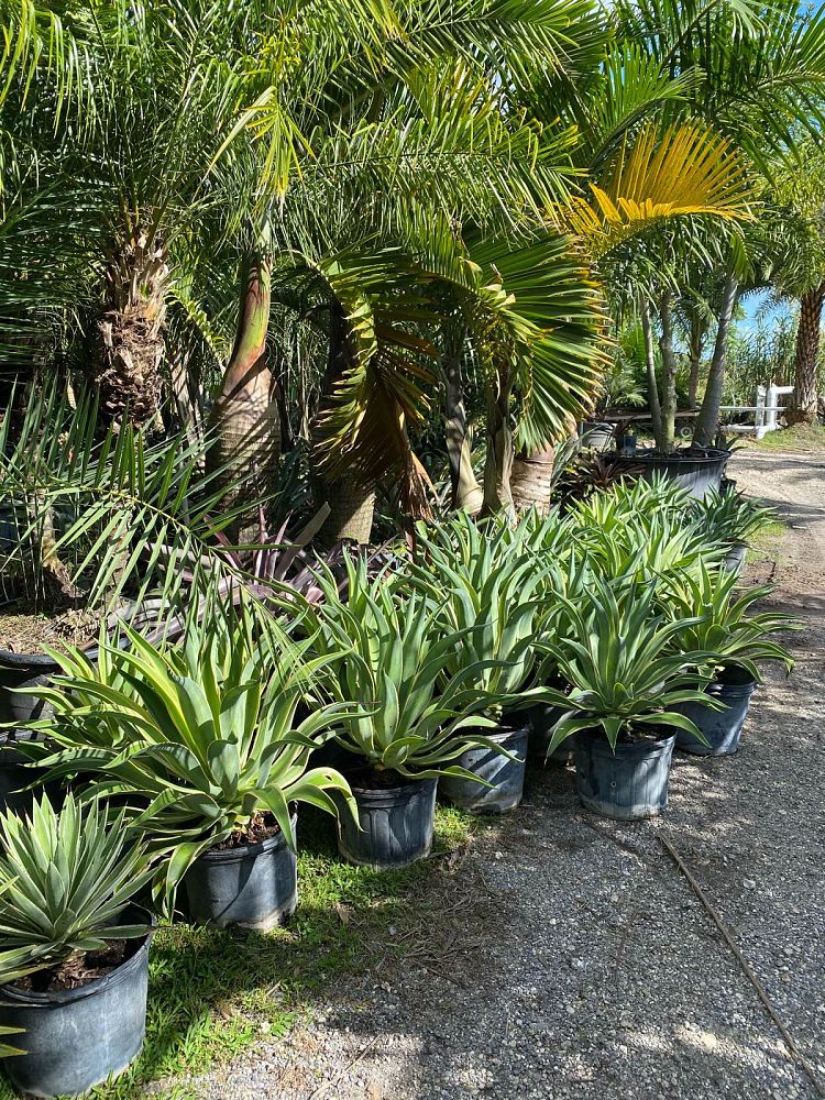 agave-desmettiana-variegata-dwarf-century-plant