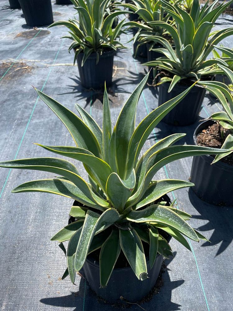 agave-desmettiana-variegata-dwarf-century-plant