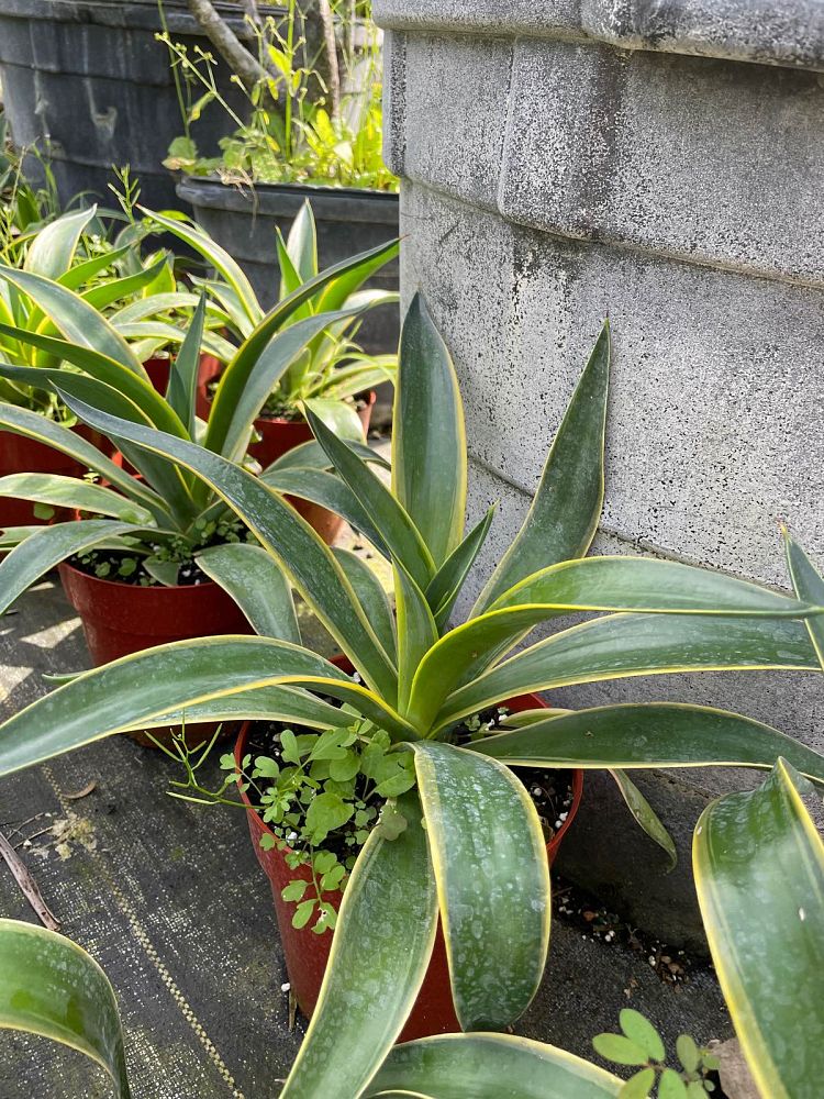 agave-desmettiana-variegata-dwarf-century-plant