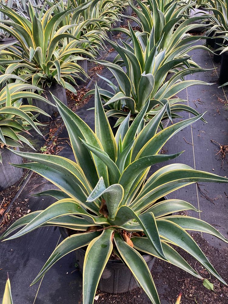 agave-desmettiana-variegata-dwarf-century-plant