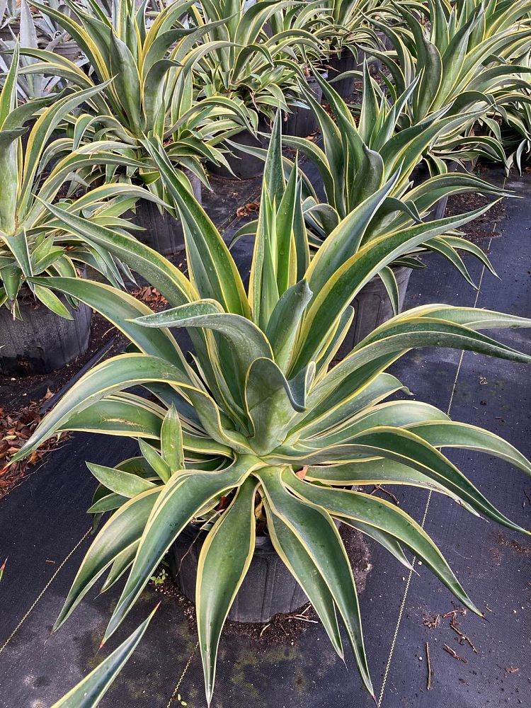 agave-desmettiana-variegata-dwarf-century-plant