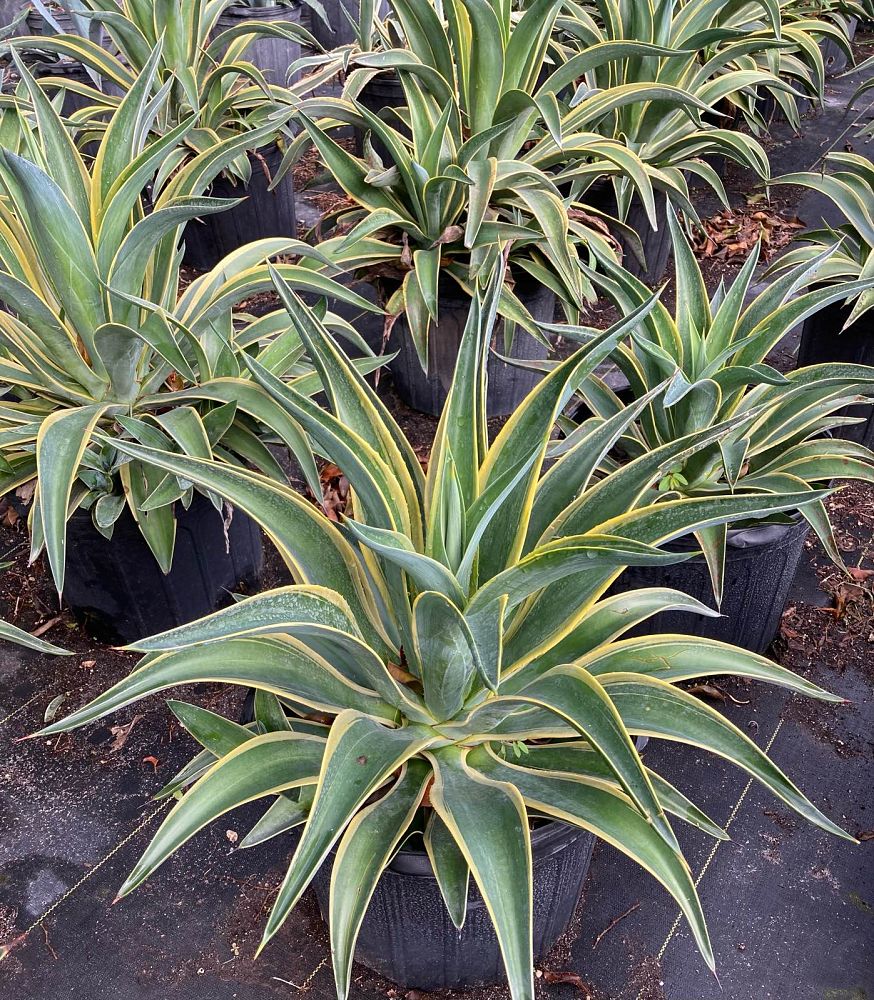 agave-desmettiana-variegata-dwarf-century-plant