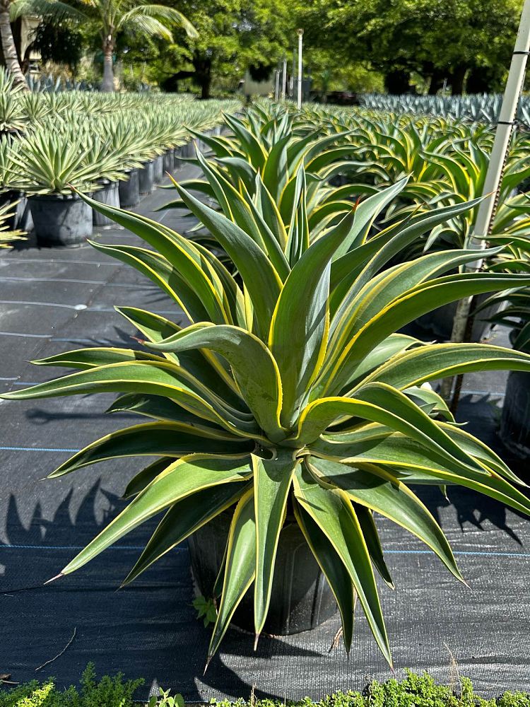 agave-desmettiana-variegata-dwarf-century-plant