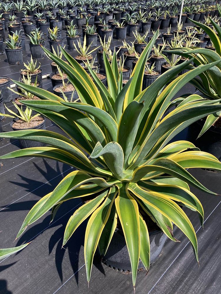 agave-desmettiana-variegata-dwarf-century-plant
