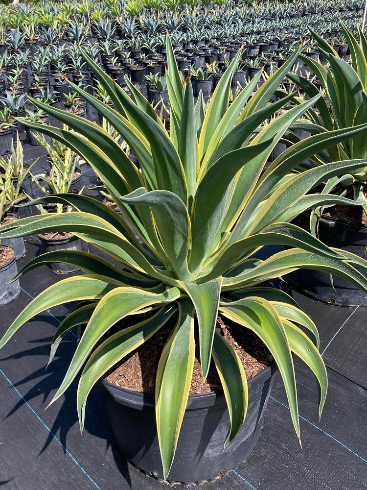 agave-desmettiana-variegata-dwarf-century-plant
