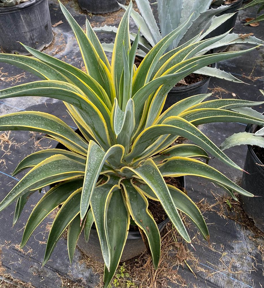 agave-desmettiana-variegata-dwarf-century-plant