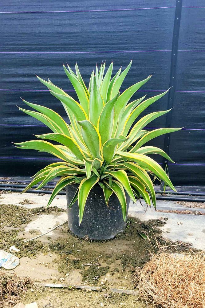 agave-desmettiana-variegata-dwarf-century-plant