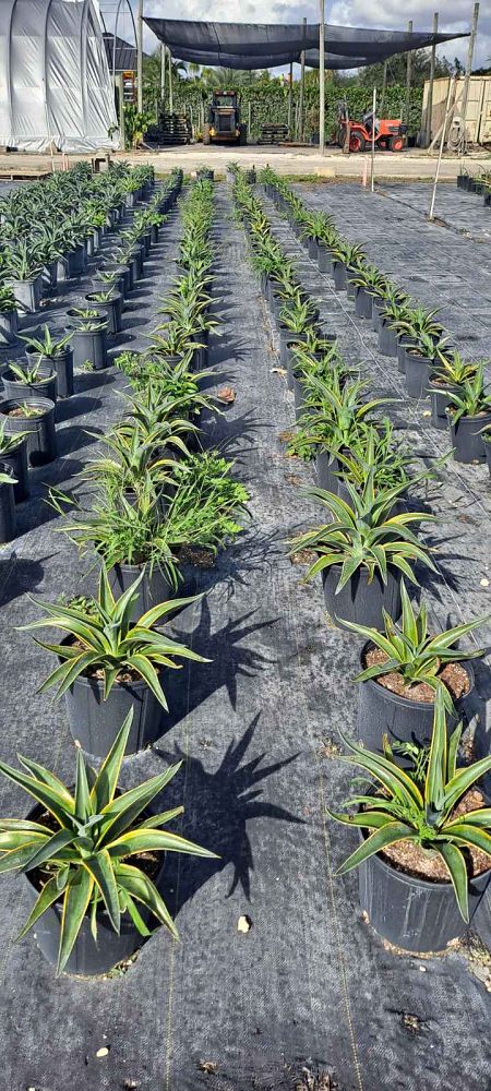 agave-desmettiana-variegata-dwarf-century-plant