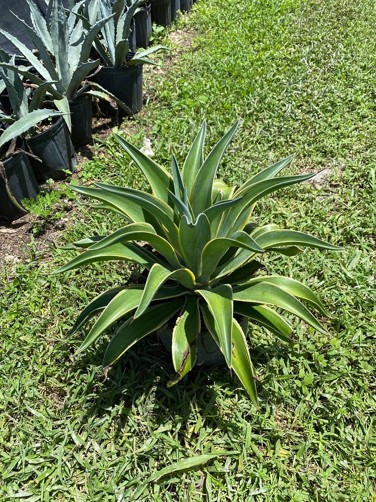 agave-desmettiana-variegata-dwarf-century-plant