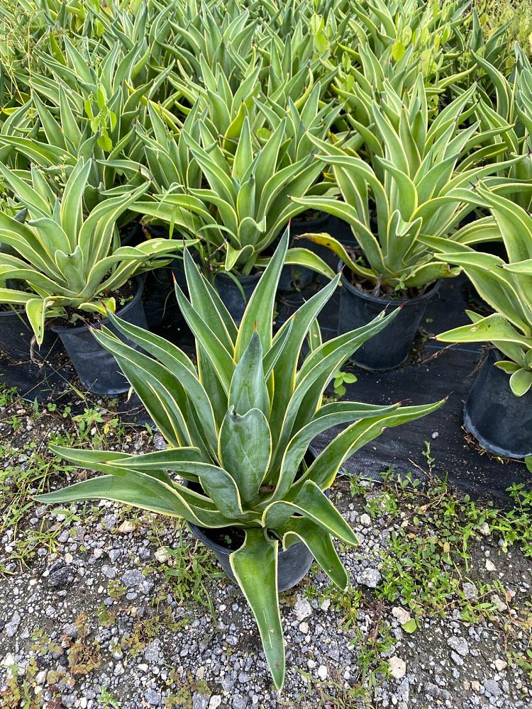 agave-desmettiana-variegata-dwarf-century-plant