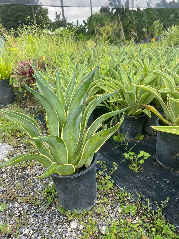 agave-desmettiana-variegata-dwarf-century-plant
