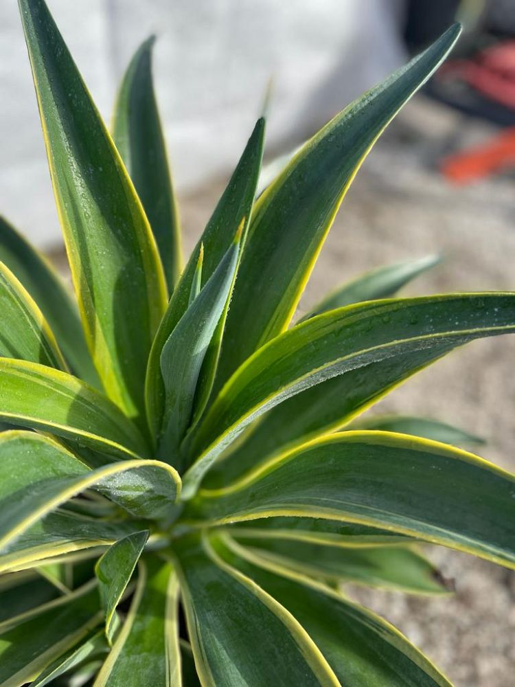 agave-desmettiana-variegata-dwarf-century-plant