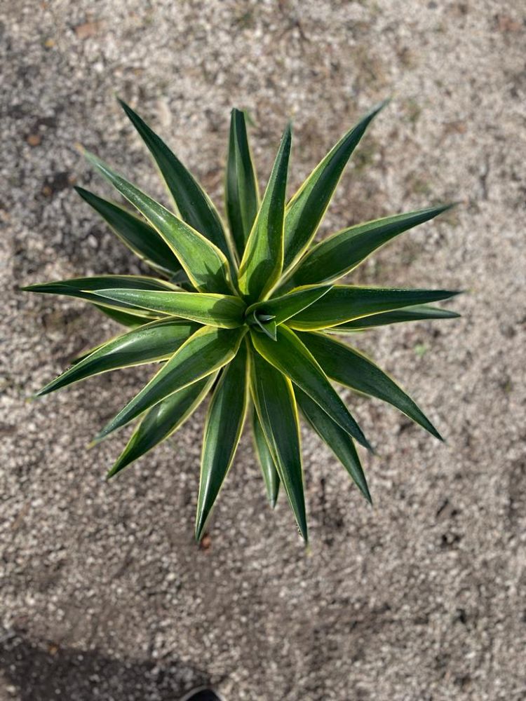 agave-desmettiana-variegata-dwarf-century-plant